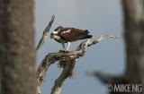 Feasting Osprey