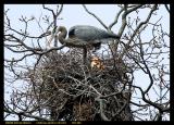 Nest Making