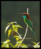 Blue Throated Bee Eaters