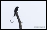 Greater Racket-Tailed Drongo 2