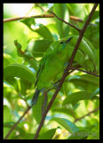 Lesser Green Leafbird (female)