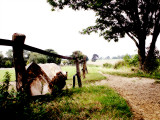 21<br>fence