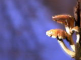24<br>mushroom time