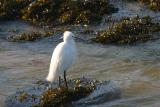 Egretta garzetta