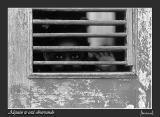 Alguien te esta observando