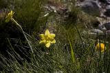 Daffodils (Jacinto Papirus) Sierra de Gredos (La Covacha)