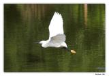 Little Egret