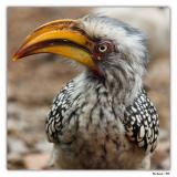 Yellow-billed Hornbill