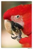 Green-wing Macaw