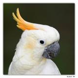 Citron-Crested Cockatoo