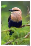 Blue-bellied Roller