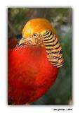 Golden Pheasant