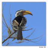 Yellow-billed Hornbill