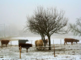 Misty cows...