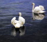 Maybe swans are floating day-dreams....