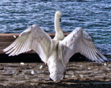 Swans 13