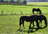 Relaxed horses in the morning sun...