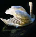 Swans 15