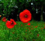 Poppies 23