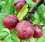 Oh,  these peaches can be a good dessert for a gentle snail like me!