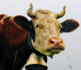 The mysterious and patient philosophy in a cow’s glance 