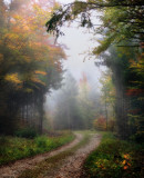 A path to the heart of the mist....