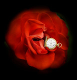 Middle-aged rose....