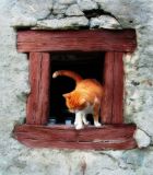 Secrets of a cat window