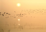 Zen little symphony for mist and ducks