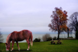 Lonely picnic of a melancholy horse