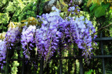 Wisteria 32