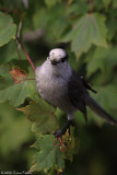 GRAY JAY 2009 #1