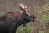 BULL MOOSE IN FALL