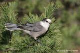 GRAY JAY IN PINE