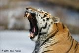 TIGER TEETH