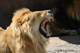 LION YAWN