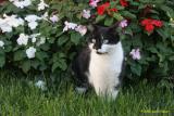 FELIX IN FLOWERS