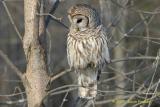 THE BARRED OWL