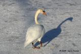 LARGE MUTE SWAN IN SNOW