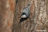 NUTHATCH