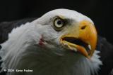 BALD EAGLE CLOSE-UP