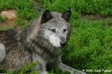 GREY WOLF