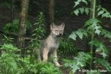 WOLF CUB