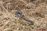 BARRED OWL IN GRASS