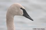 TRUMPETER SWAN FACE
