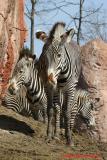 ZEBRAS