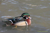 SWIMMING WOOD DUCK