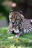 CHEETAH CLEAN