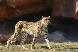CHEETAH ON THE PROWL