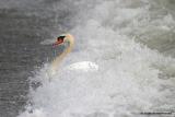 SURFING SWAN